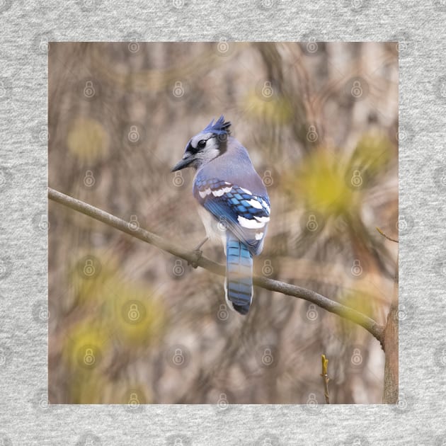 Blue Jay with brown and grey blurred background and green blurred leaves by BirdsnStuff